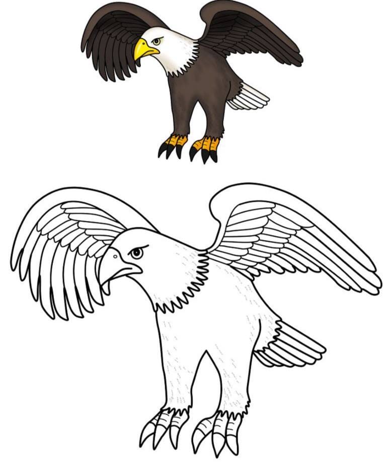 کاربرگ پرندگان علوم پیش دبستان