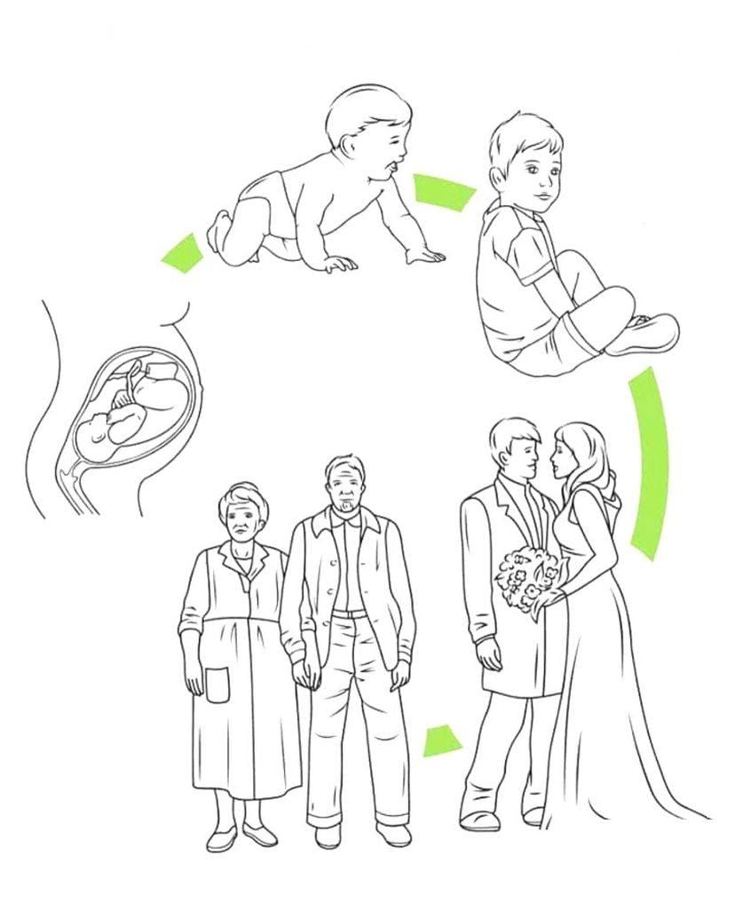 کاربرگ چرخه ی زندگی انسان علوم پیش دبستان