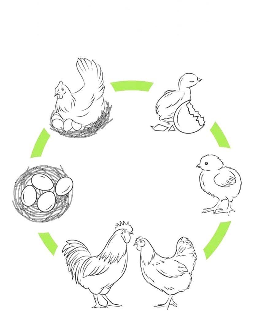 کاربرگ چرخه ی زندگی مرغ علوم پیش دبستان